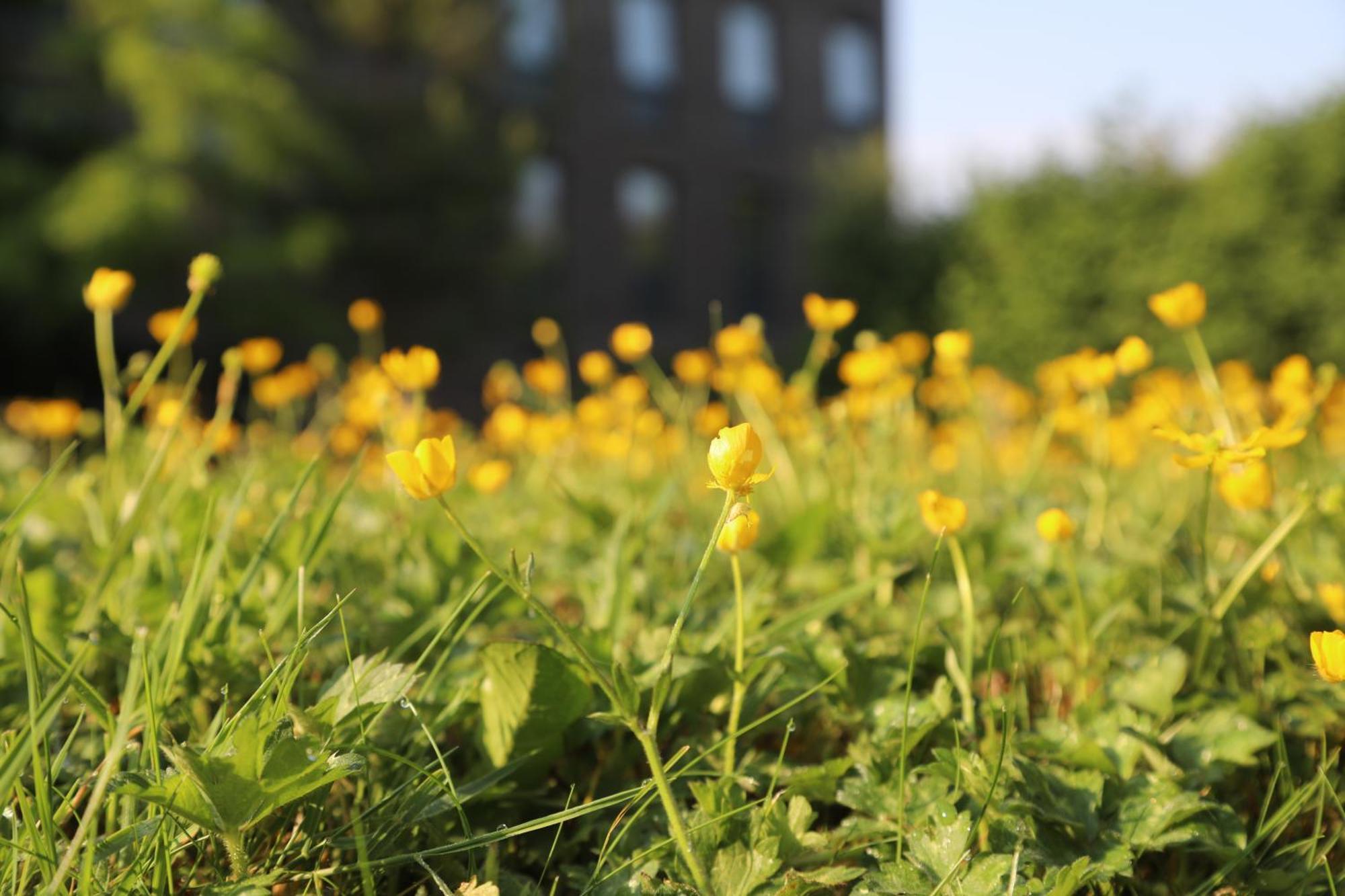 Goldcrest Village Rooms University Of กัลเวย์ ภายนอก รูปภาพ